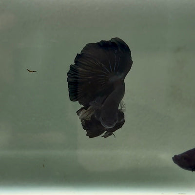 Halfmoon Super Black Male Betta J02