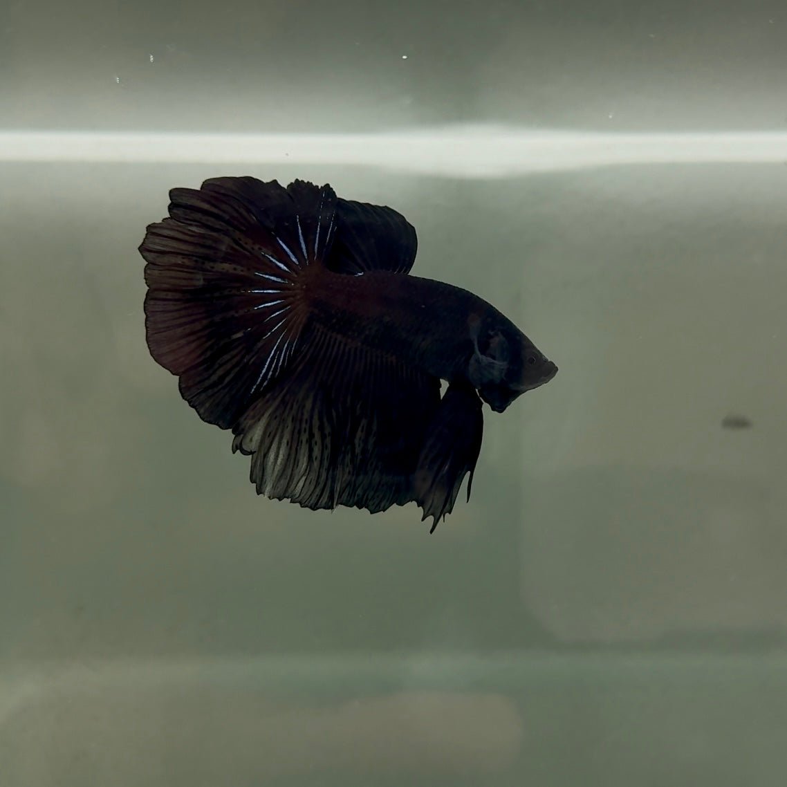 Halfmoon Super Black Male Betta J02