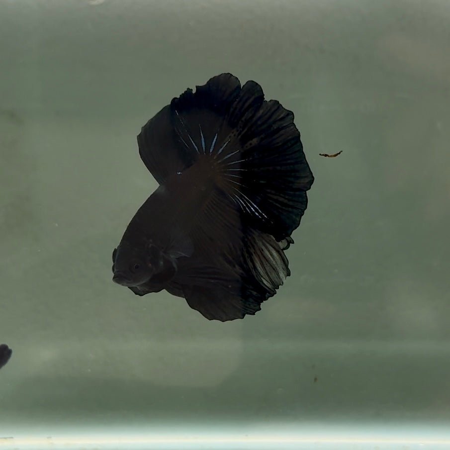 Halfmoon Super Black Male Betta J02
