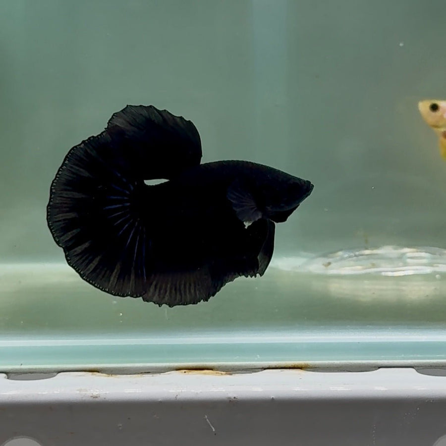 Halfmoon Super Black Male Betta #Oc20 Male betta