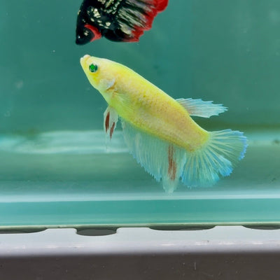 Halfmoon Super Green Eye Female Betta Giant Ma43