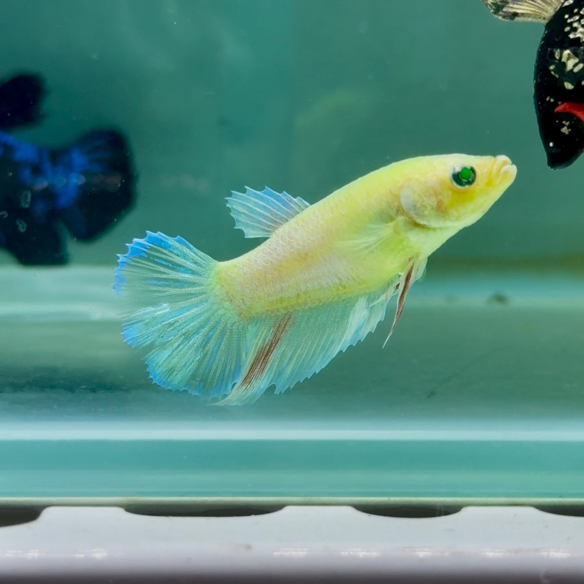Halfmoon Super Green Eye Female Betta Giant Ma43