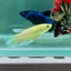 Halfmoon Super Green Eye Female Betta Giant Ma43