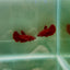 Halfmoon Super Red Female Betta N94,N95,N96