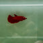 Halfmoon Super Red Female Betta N94,N95,N96
