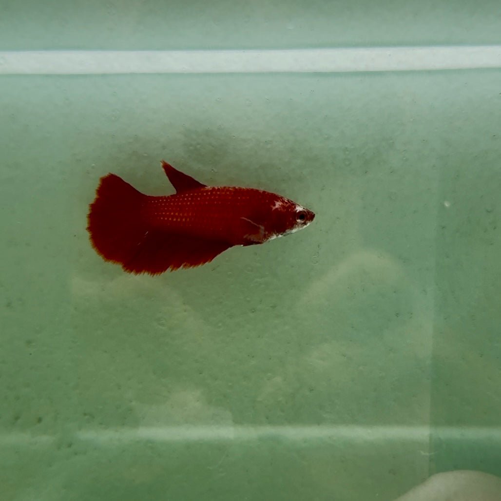 Halfmoon Super Red Female Betta N94,N95,N96