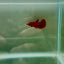 Halfmoon Super Red Female Betta N94,N95,N96