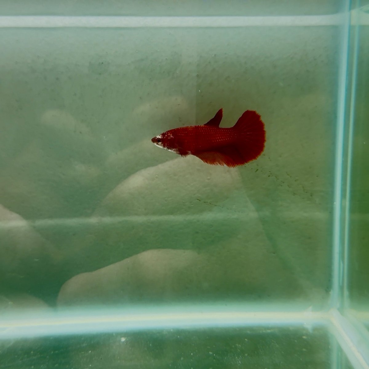 Halfmoon Super Red Female Betta N94,N95,N96