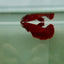 Halfmoon Super Red Female Betta N94,N95,N96