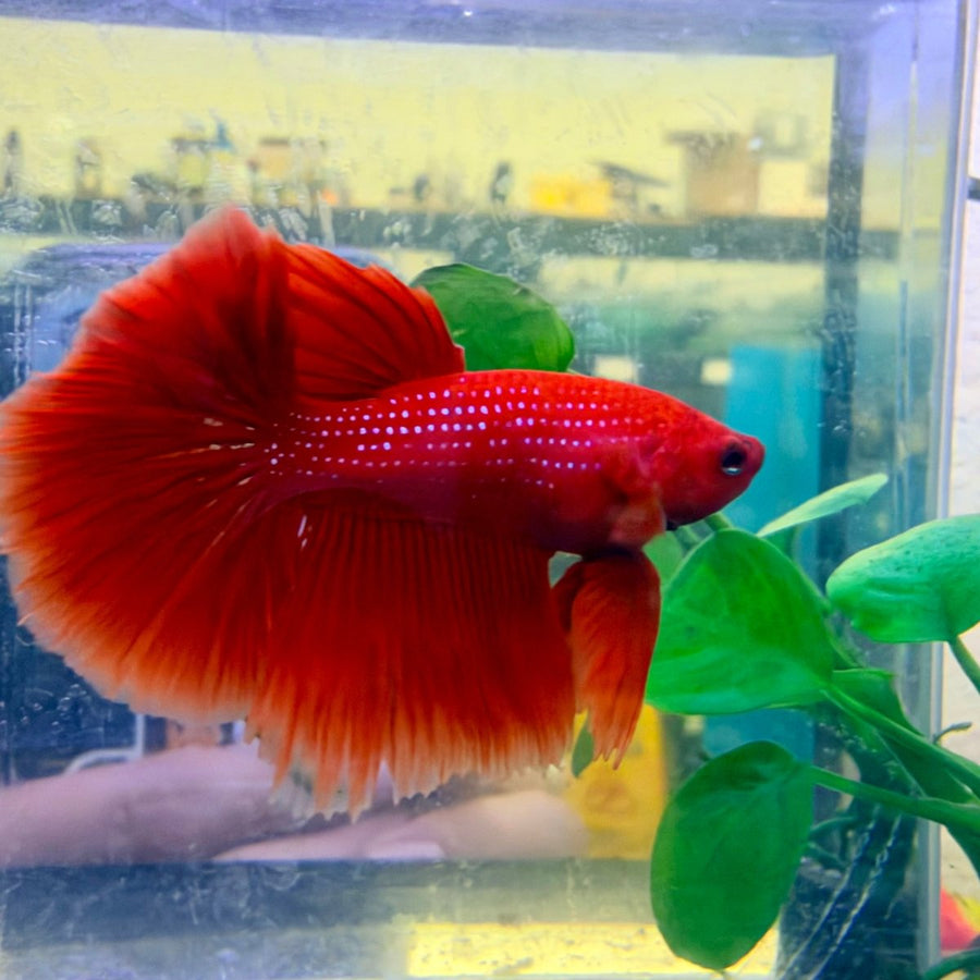 Halfmoon Super Red Male Betta #Au34 Live Betta Fish Male betta