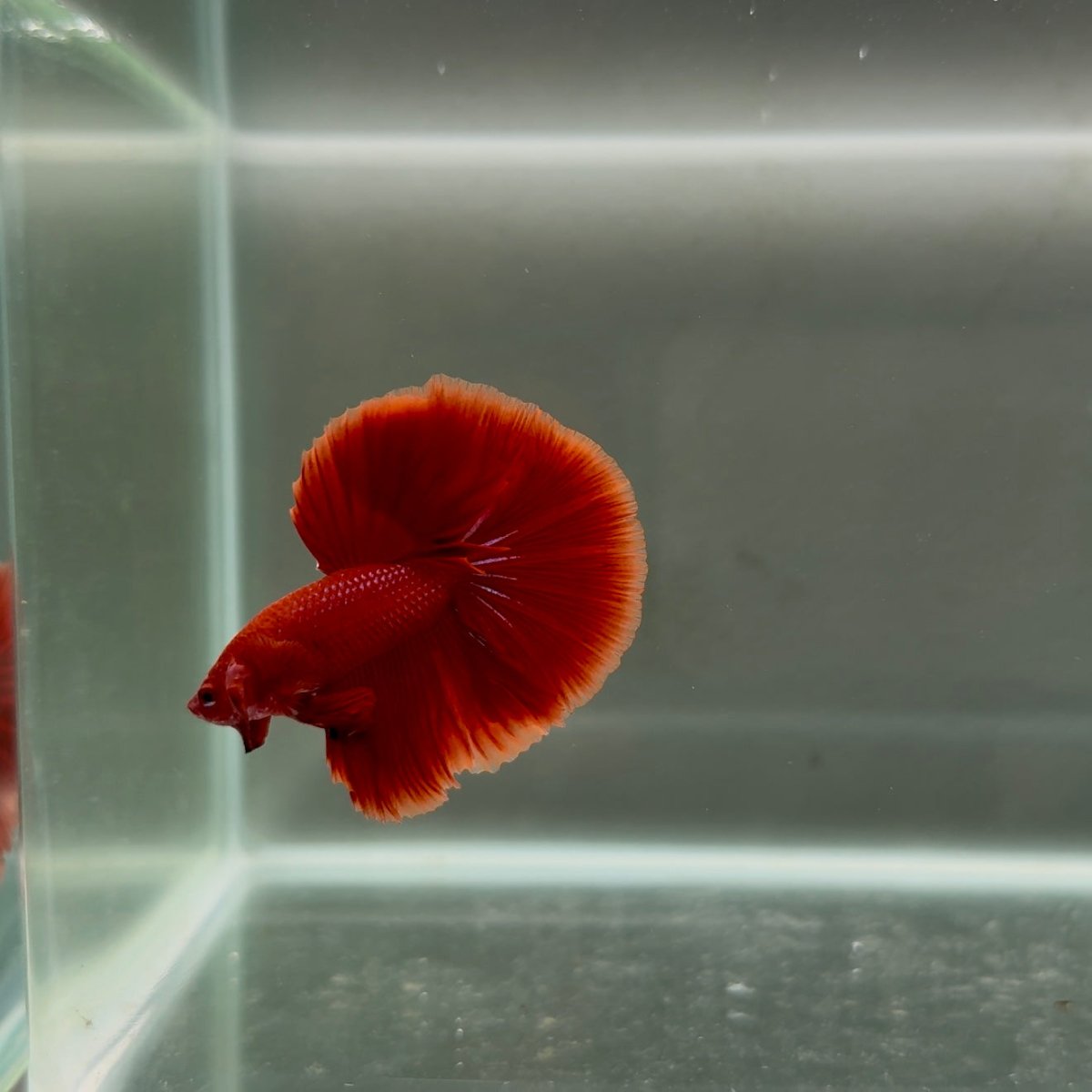 Halfmoon Super Red Male Betta