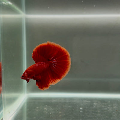 Halfmoon Super Red Male Betta J01
