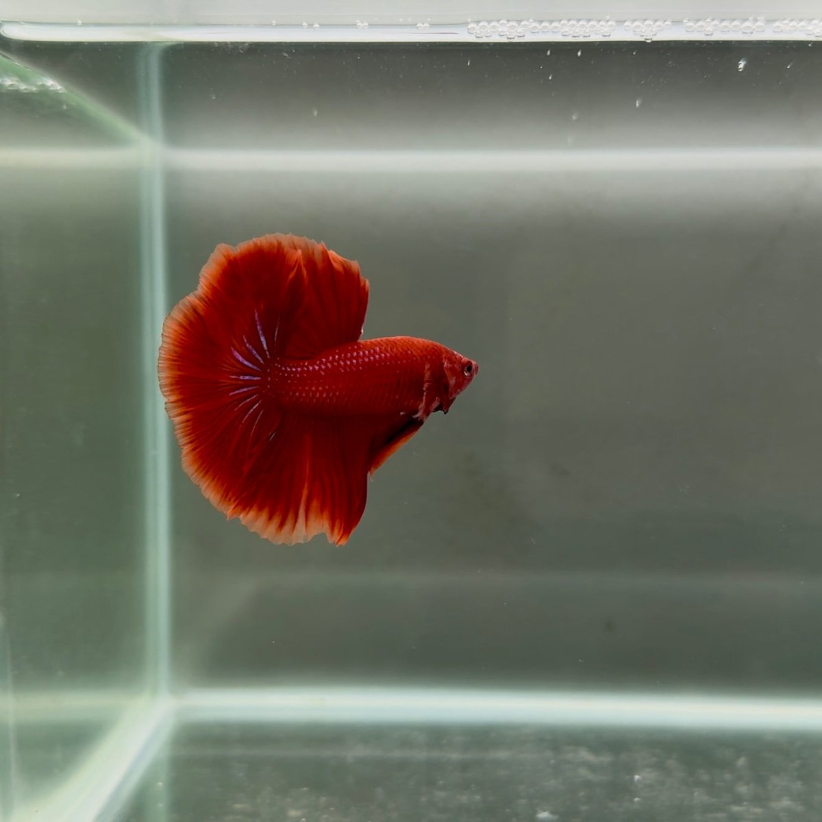 Halfmoon Super Red Male Betta