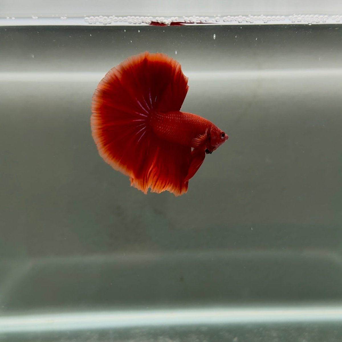 Halfmoon Super Red Male Betta