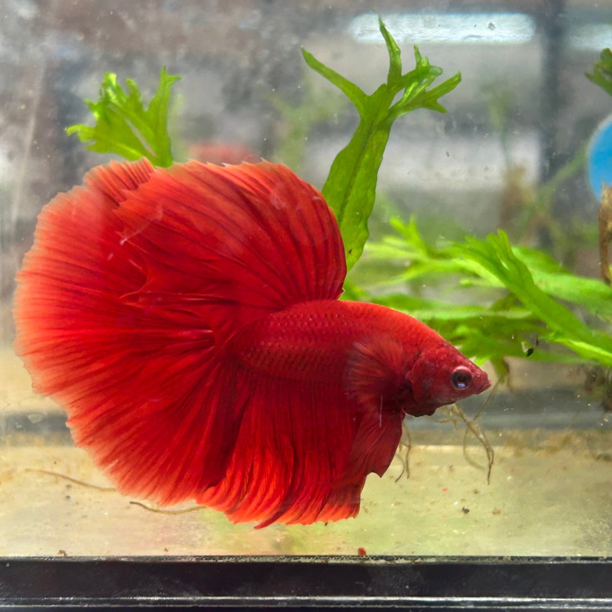 Halfmoon Super Red Male Betta