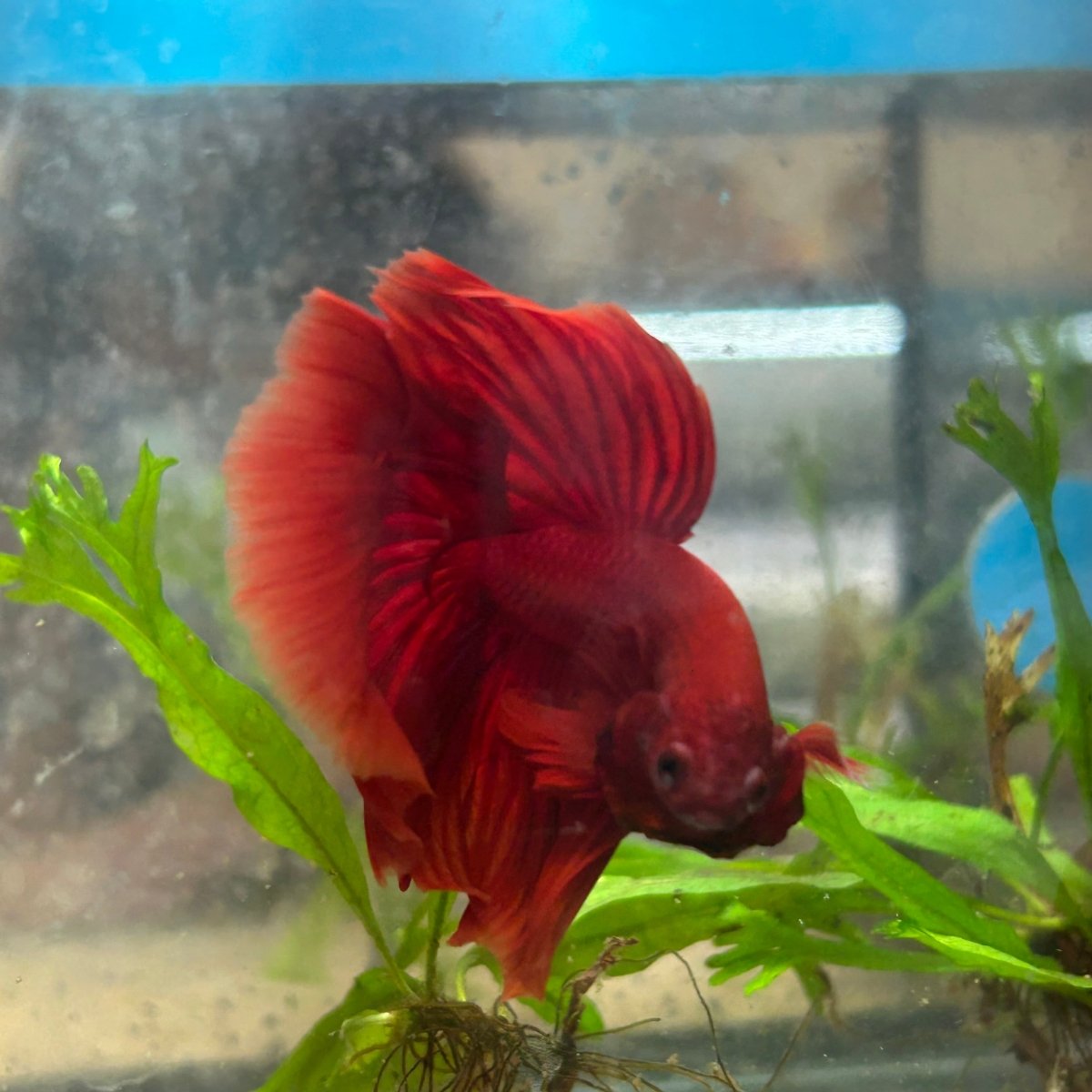 Halfmoon Super Red Male Betta
