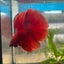 Halfmoon Super Red Male Betta N91