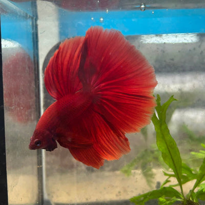 Halfmoon Super Red Male Betta N91