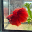 Halfmoon Super Red Male Betta N91