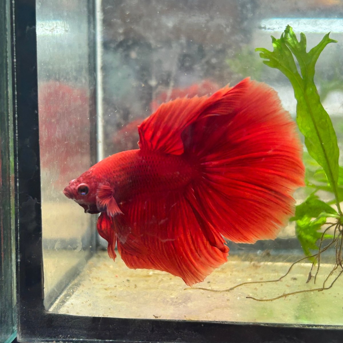 Halfmoon Super Red Male Betta