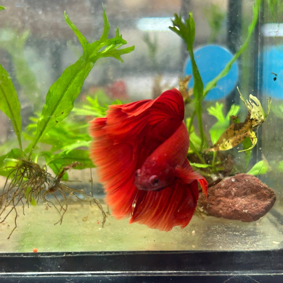 Halfmoon Super Red Male Betta