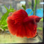 Halfmoon Super Red Male Betta N91