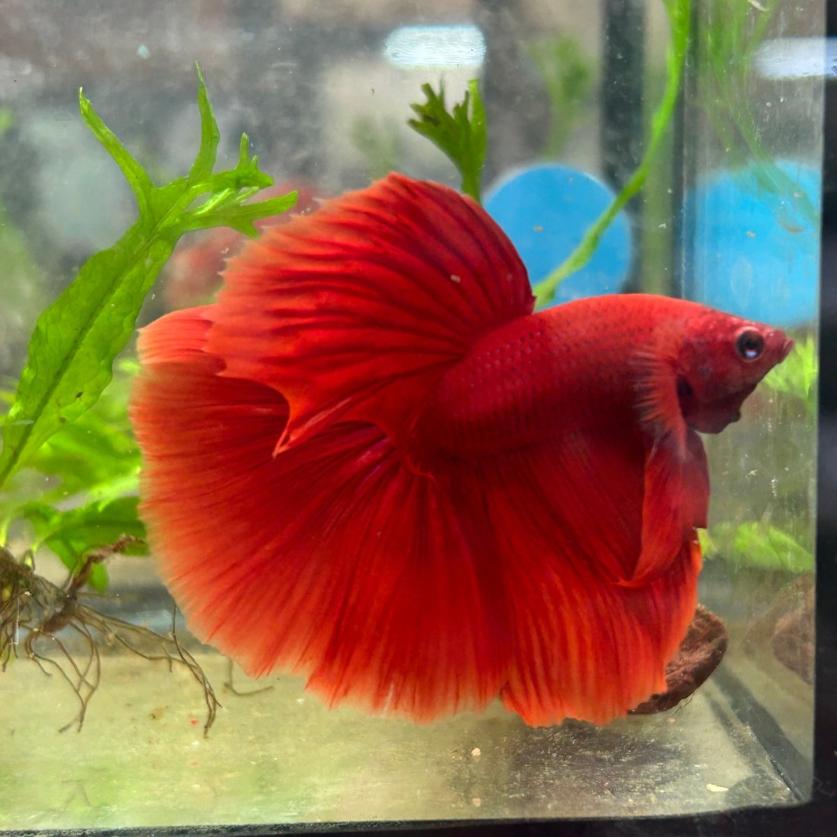 Halfmoon Super Red Male Betta