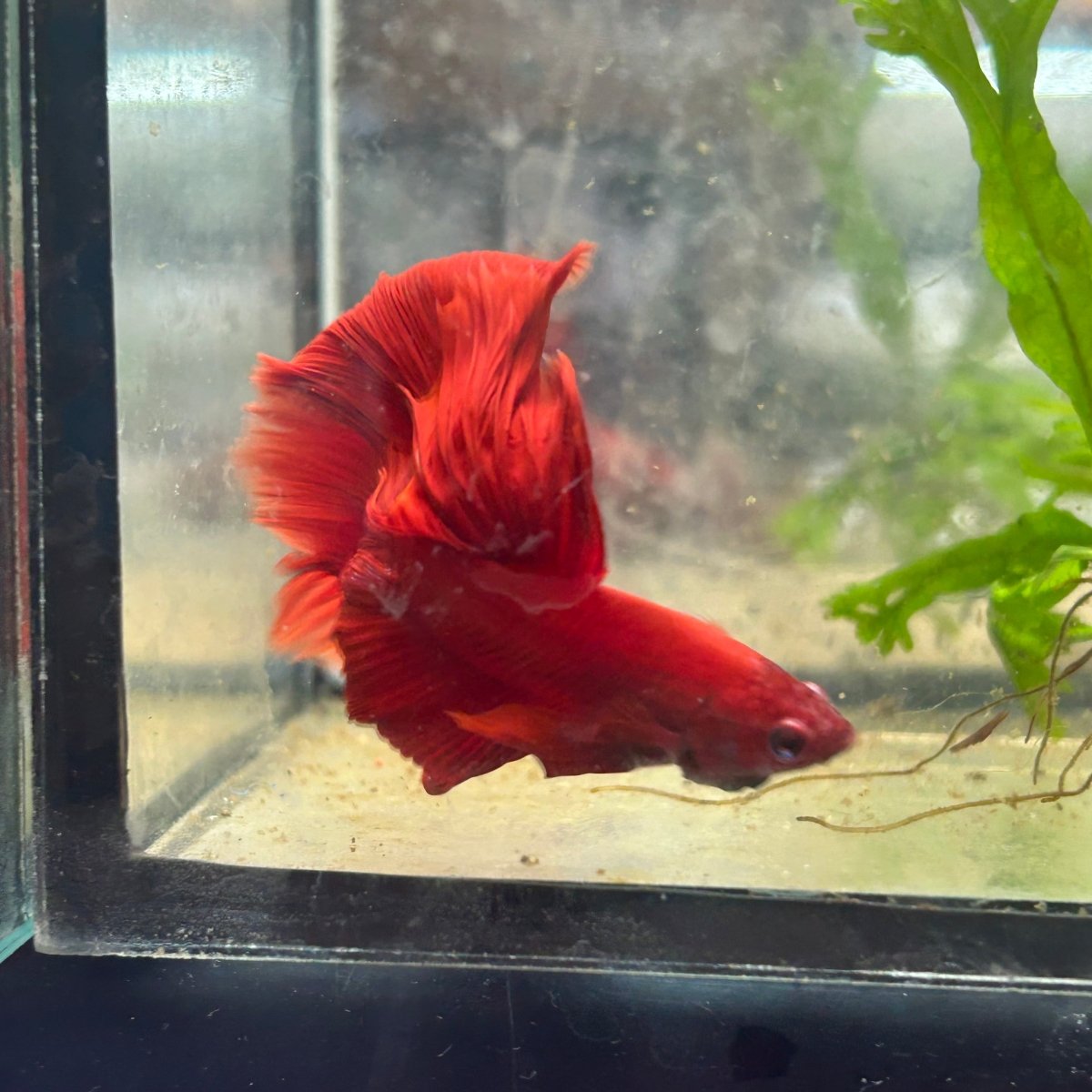 Halfmoon Super Red Male Betta