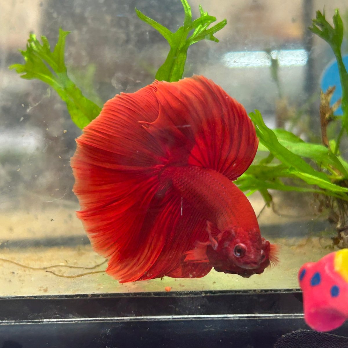 Halfmoon Super Red Male Betta