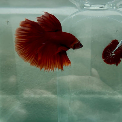 Halfmoon Super Red Male Betta N91,N92,N93