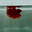 Halfmoon Super Red Male Betta N91,N92,N93