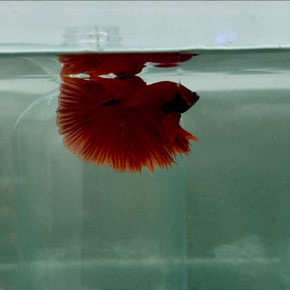 Halfmoon Super Red Male Betta N91,N92,N93