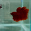 Halfmoon Super Red Male Betta N91,N92,N93