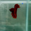 Halfmoon Super Red Male Betta N91,N92,N93