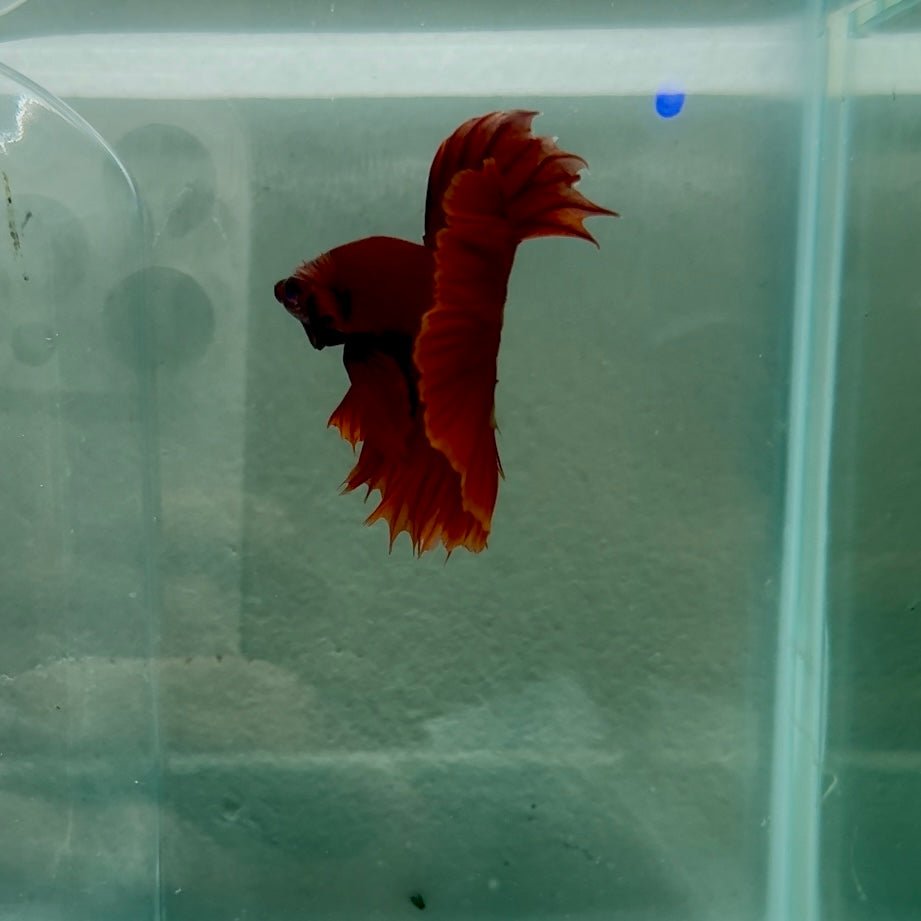 Halfmoon Super Red Male Betta N91,N92,N93