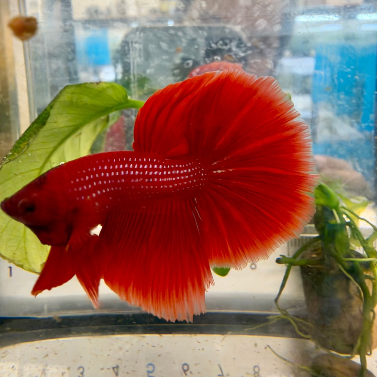 Halfmoon Super Red - Male Betta