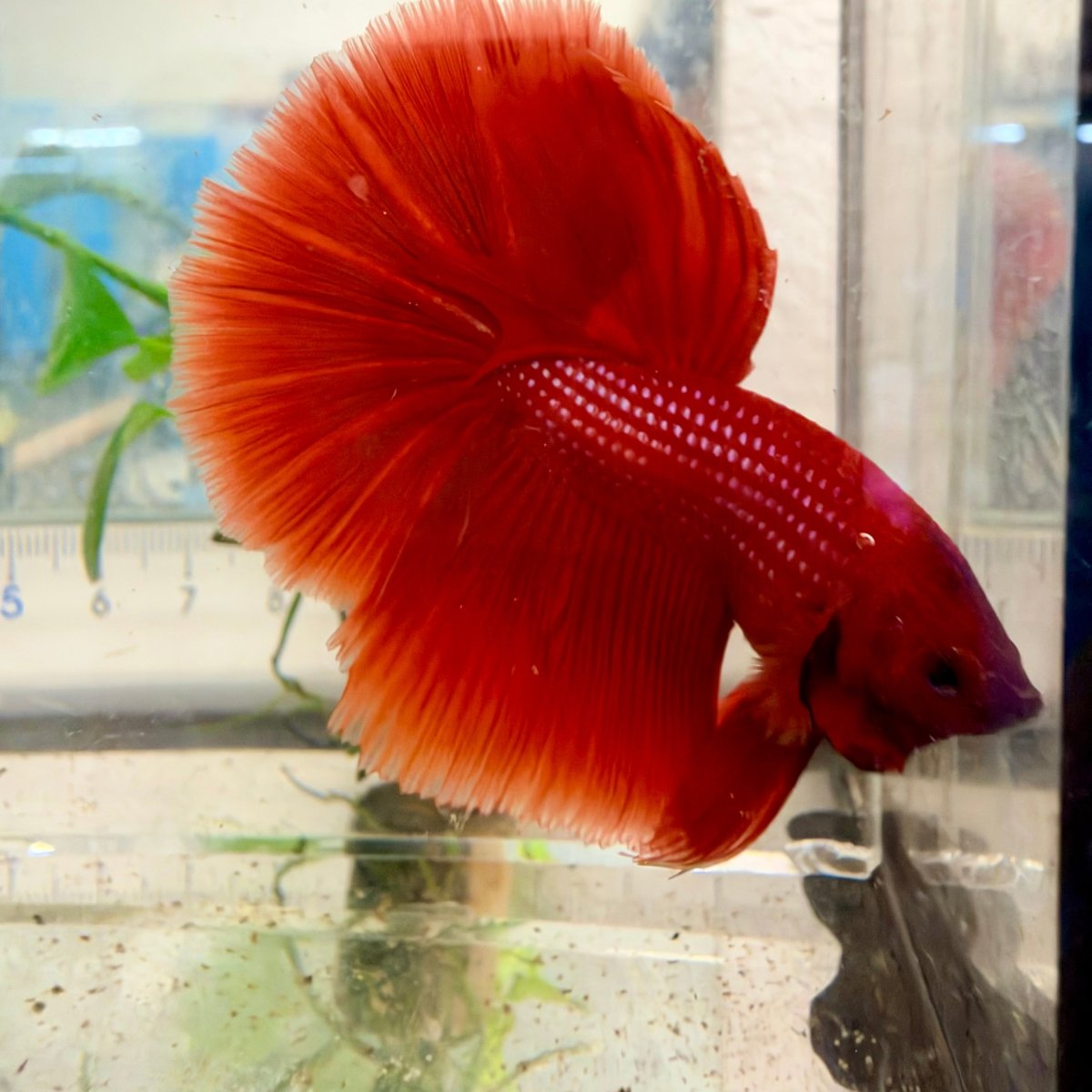 Halfmoon Super Red - Male Betta
