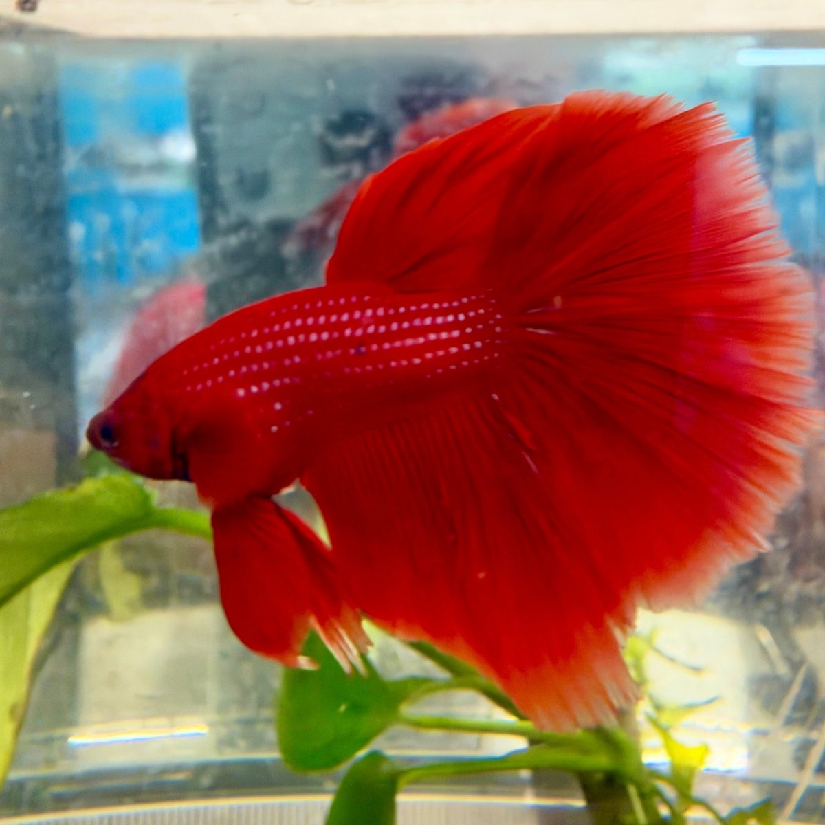 Halfmoon Super Red - Male Betta