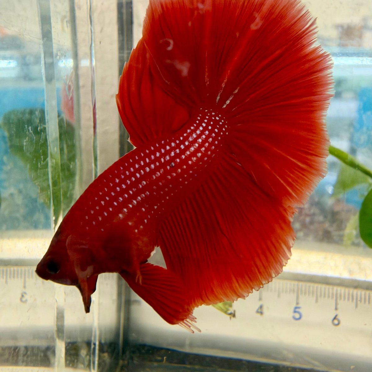 Halfmoon Super Red - Male Betta