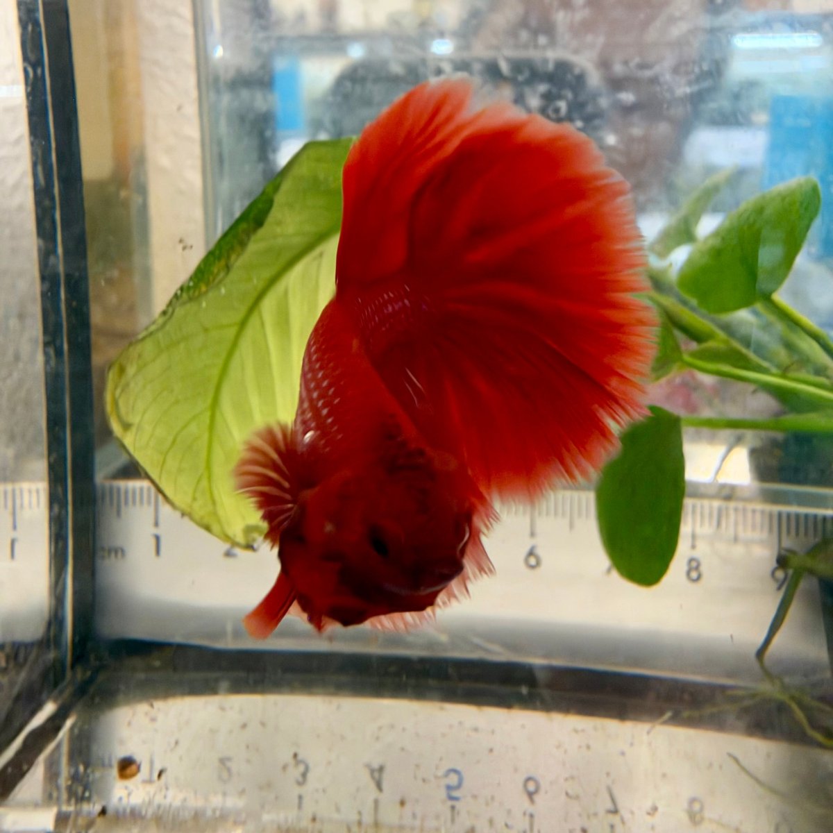 Halfmoon Super Red - Male Betta