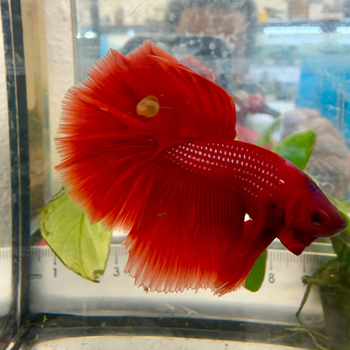 Halfmoon Super Red - Male Betta