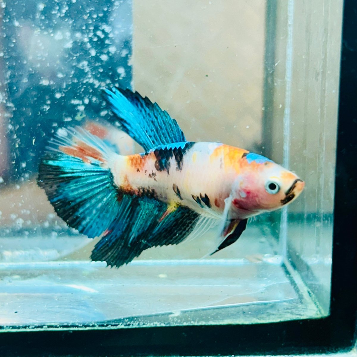 Halfmoon Super White Female Betta #082