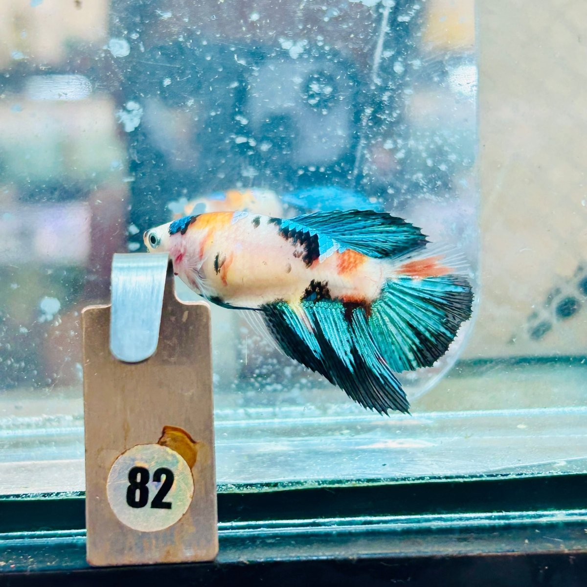 Halfmoon Super White Female Betta #082