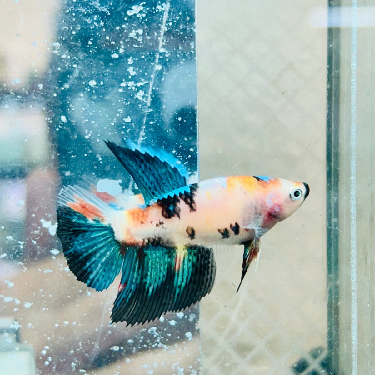 Halfmoon Super White Female Betta #082