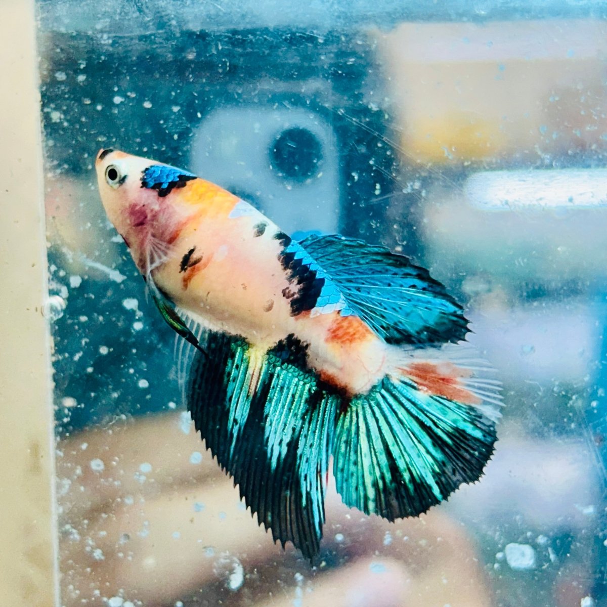 Halfmoon Super White Female Betta #082