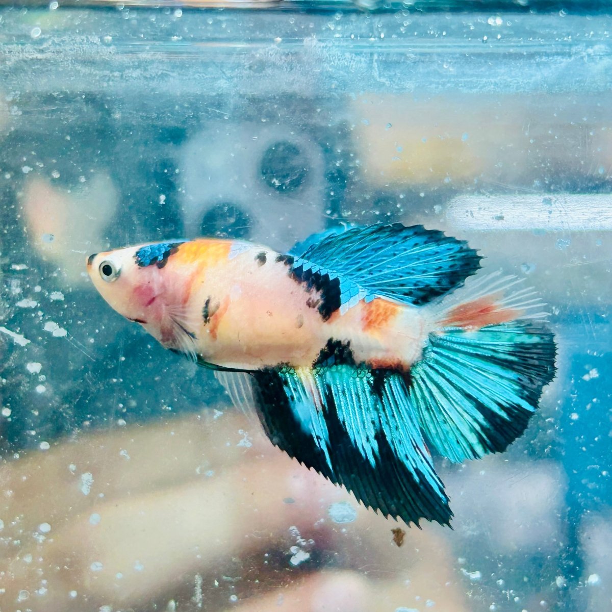 Halfmoon Super White Female Betta #082