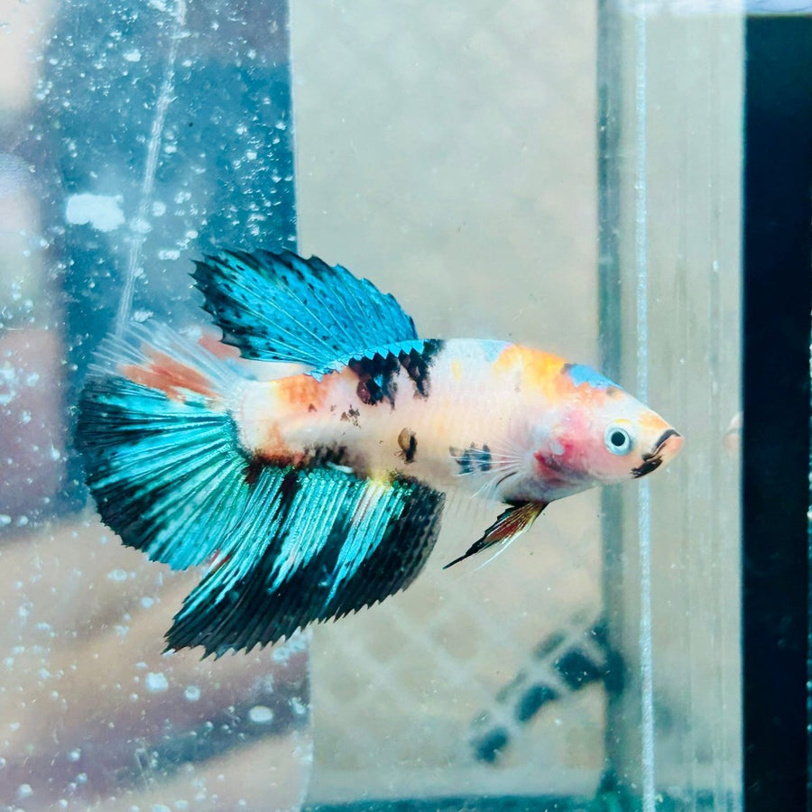 Halfmoon Super White Female Betta 082 Female betta