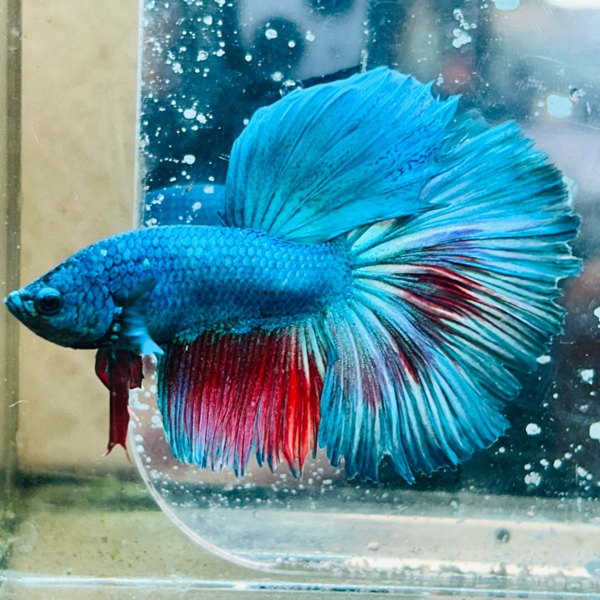 Halfmoon Turquoise Male Betta #030