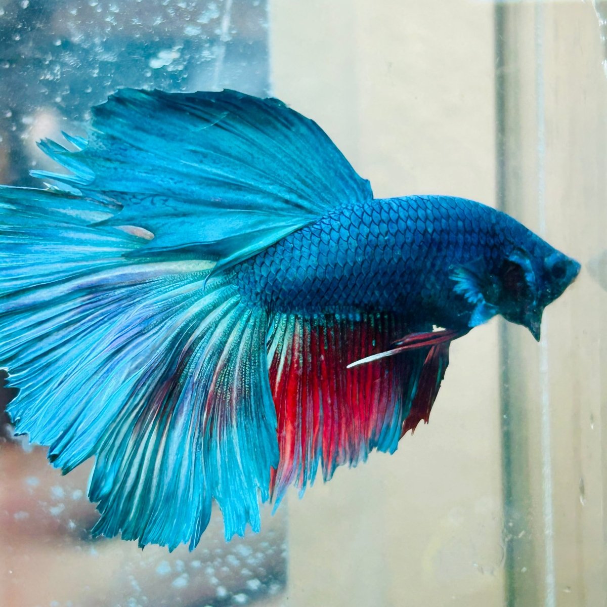 Halfmoon Turquoise Male Betta #030