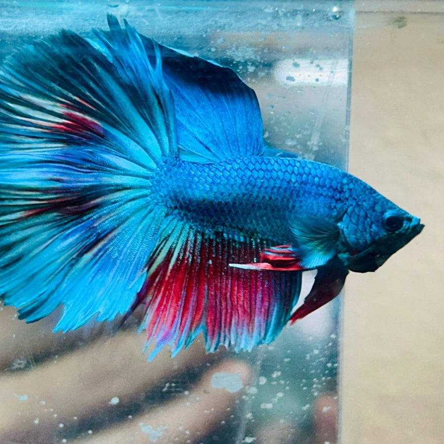 Halfmoon Turquoise Male Betta 030 Male betta